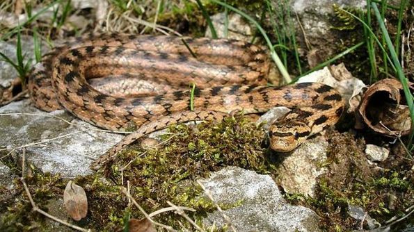 Ritrovamento colubro del Riccioli